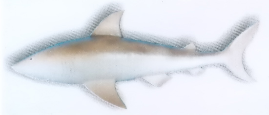 HANGING SHARK MODEL